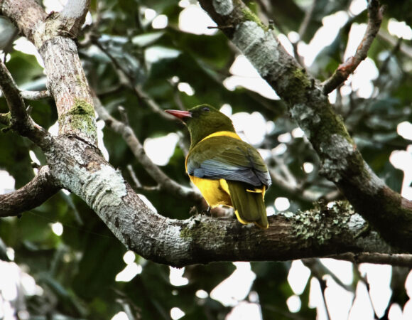 19 Days Birdwatching Safari In Kenya