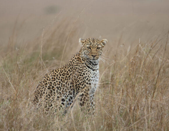 Kenya – Tanzania Wildlife Safari