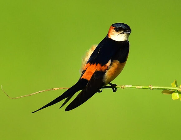 7 Days Birdwatching Tour