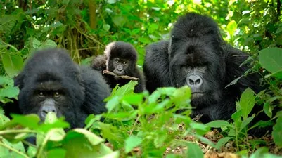 3 Days Rwanda-Uganda Gorilla Trekking