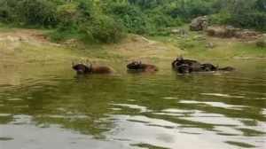 10 Days Uganda Highlights Safari