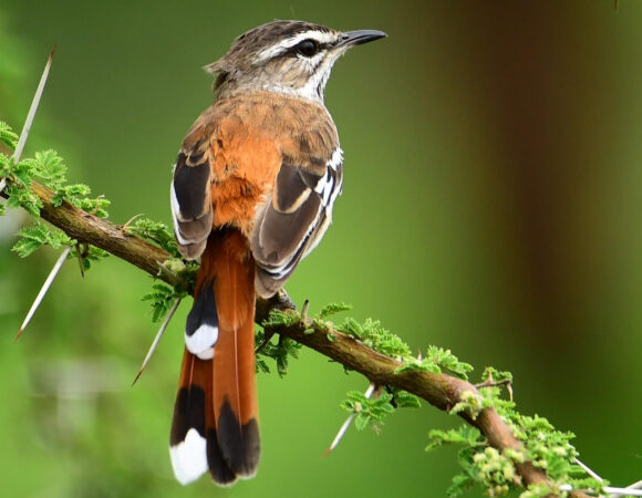 10 Days Birdwatching Tour