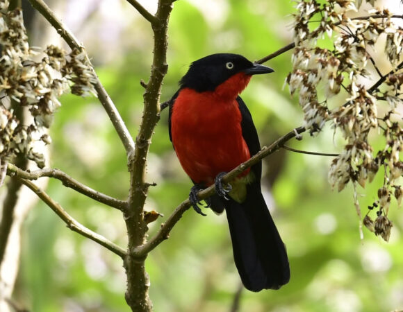 26 Days Birdwatching Safari In Kenya