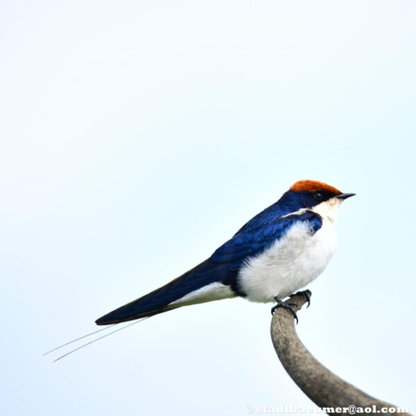 3 Days Birdwatching Tour