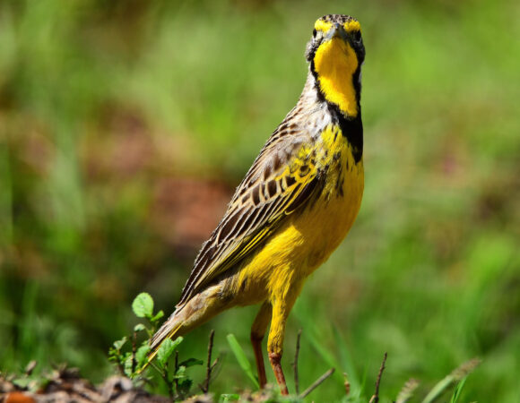 14 Days Birdwatching Tour