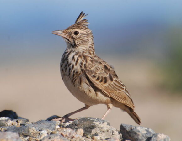 Nairobi National Park Day Birding